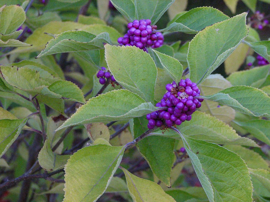 American Beautyberry shrub