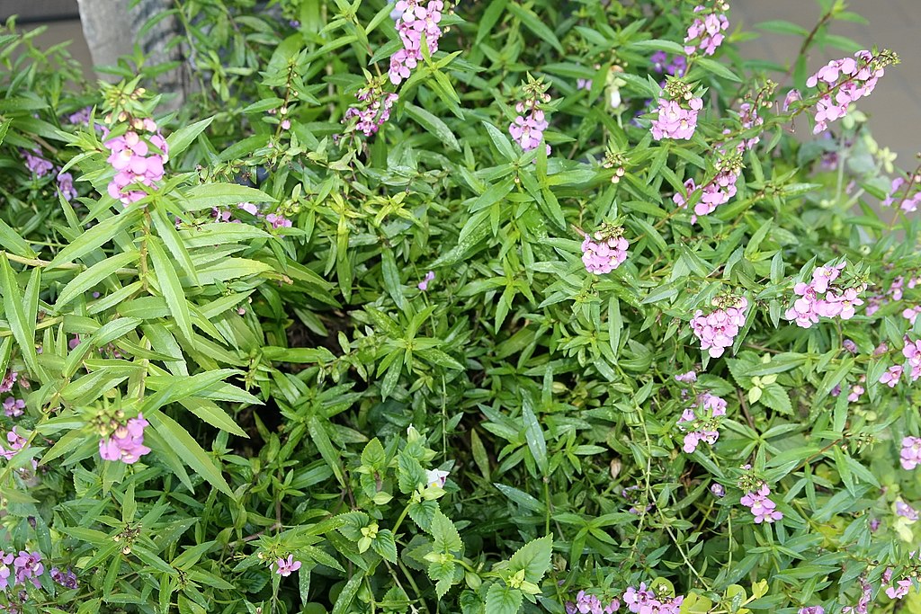 Angelonia serena plant