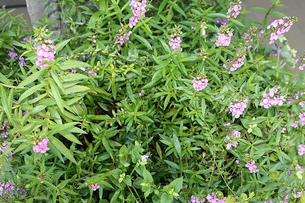 Angelonia Serena 