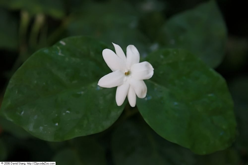 Asiatic Jasmine