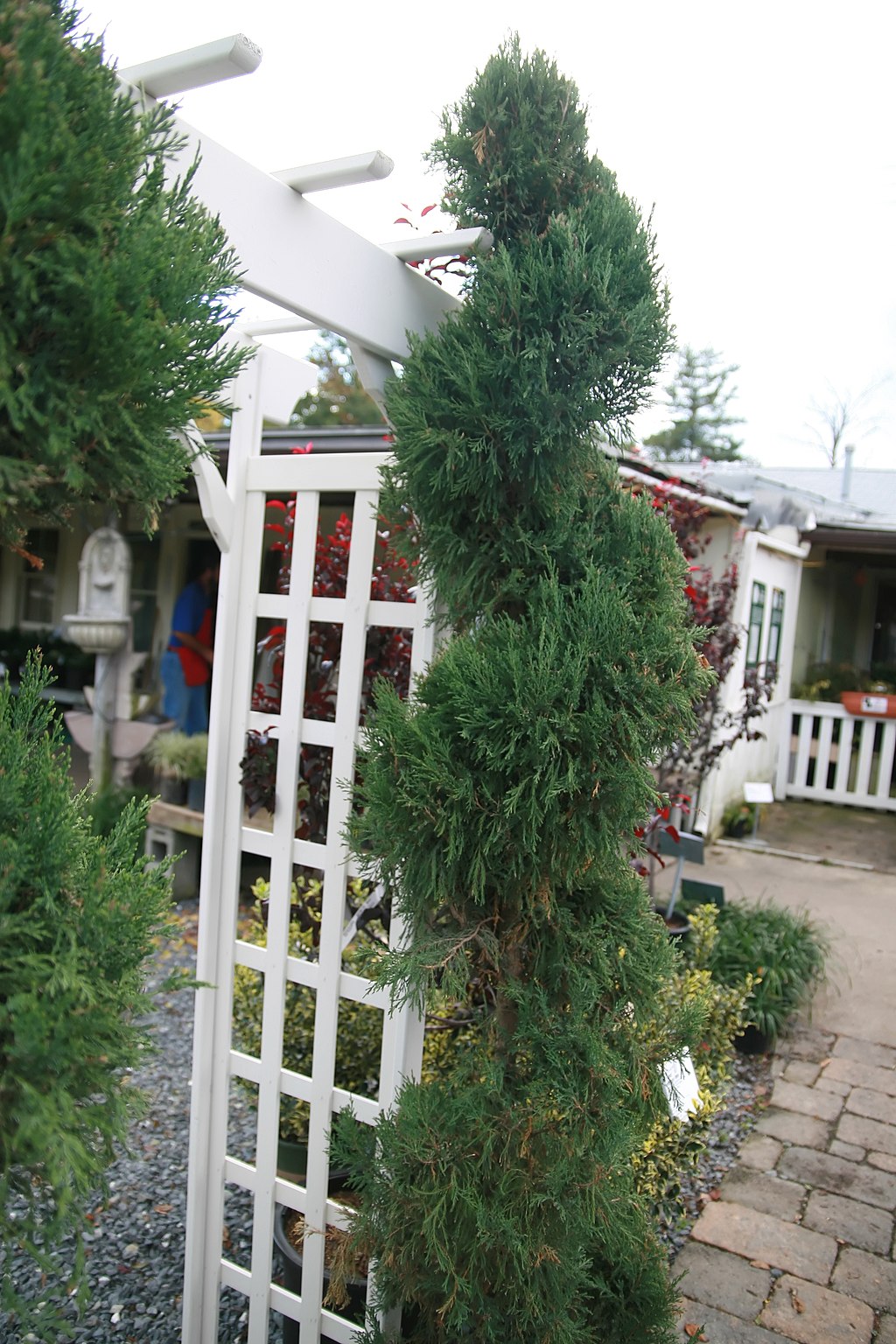 Blue point spiral juniper