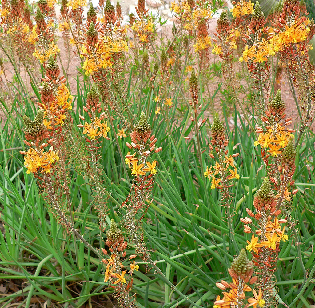 Bulbine plant