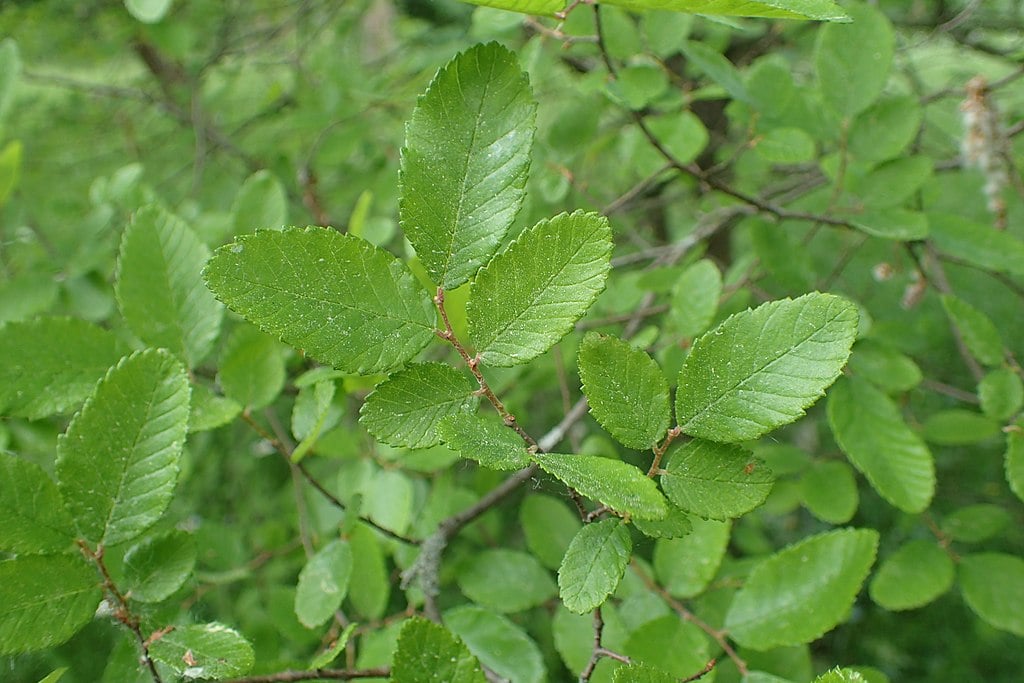 Cedar Elm Tree