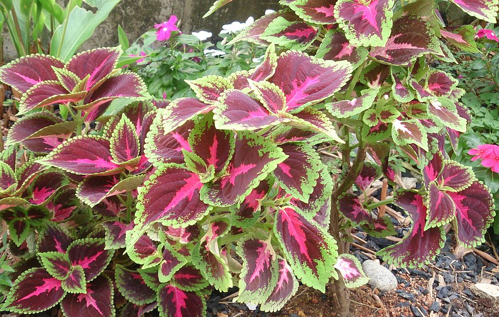 Coleus planting to add color to landscape