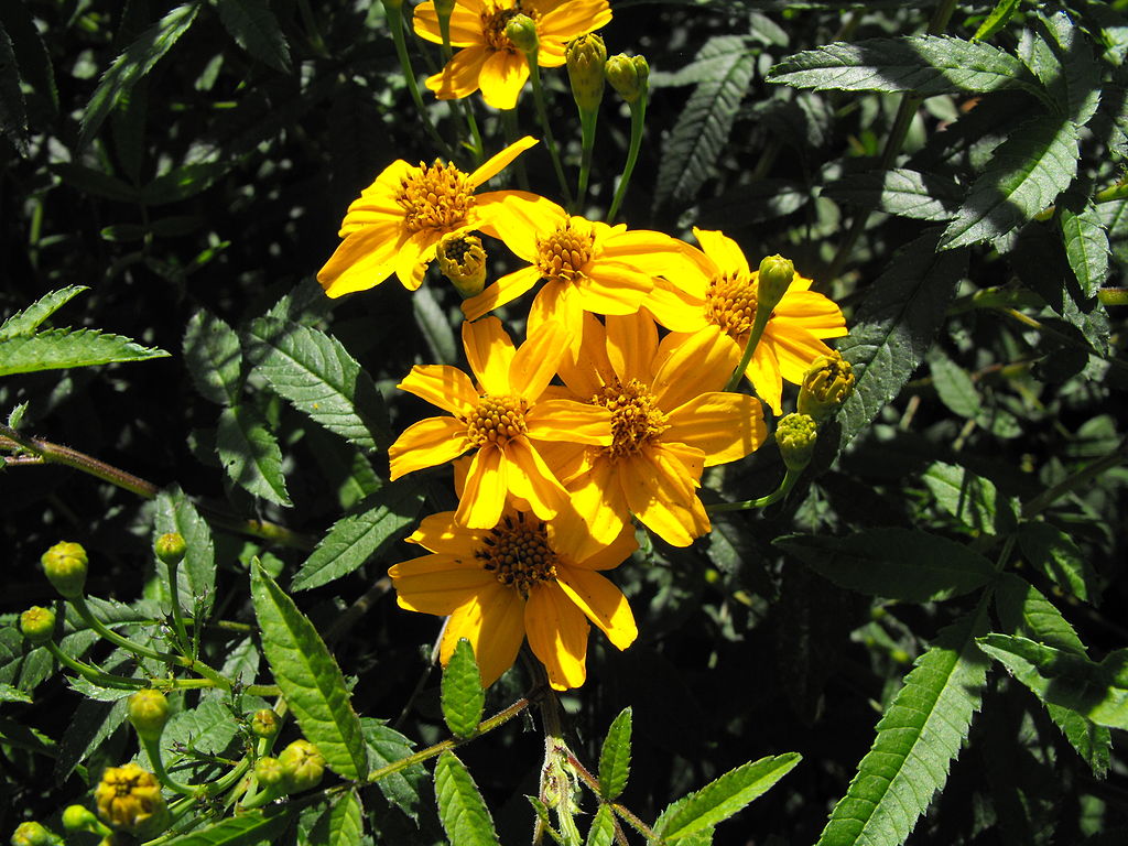 Copper Canyon Daisy