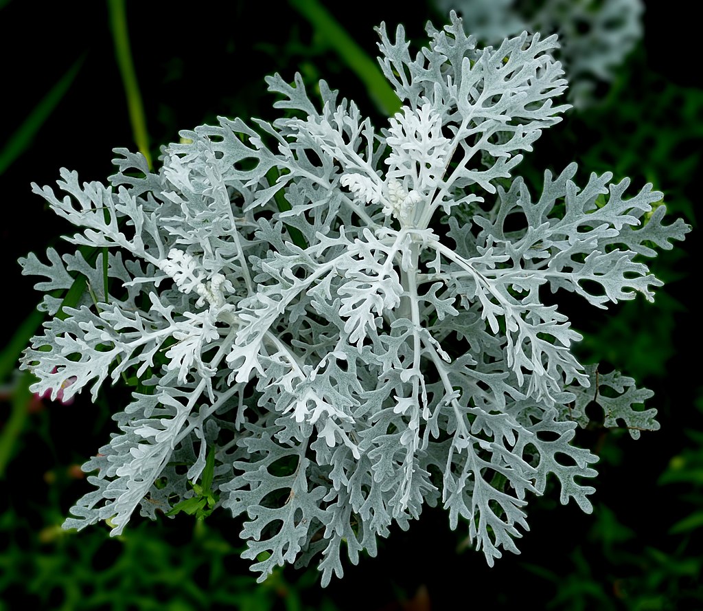 Dusty Miller adds interest to landscape