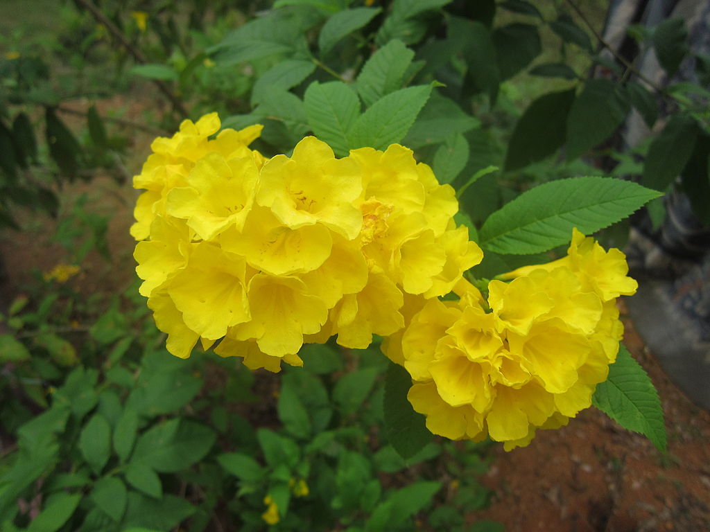 Esperanza Yellow Bells