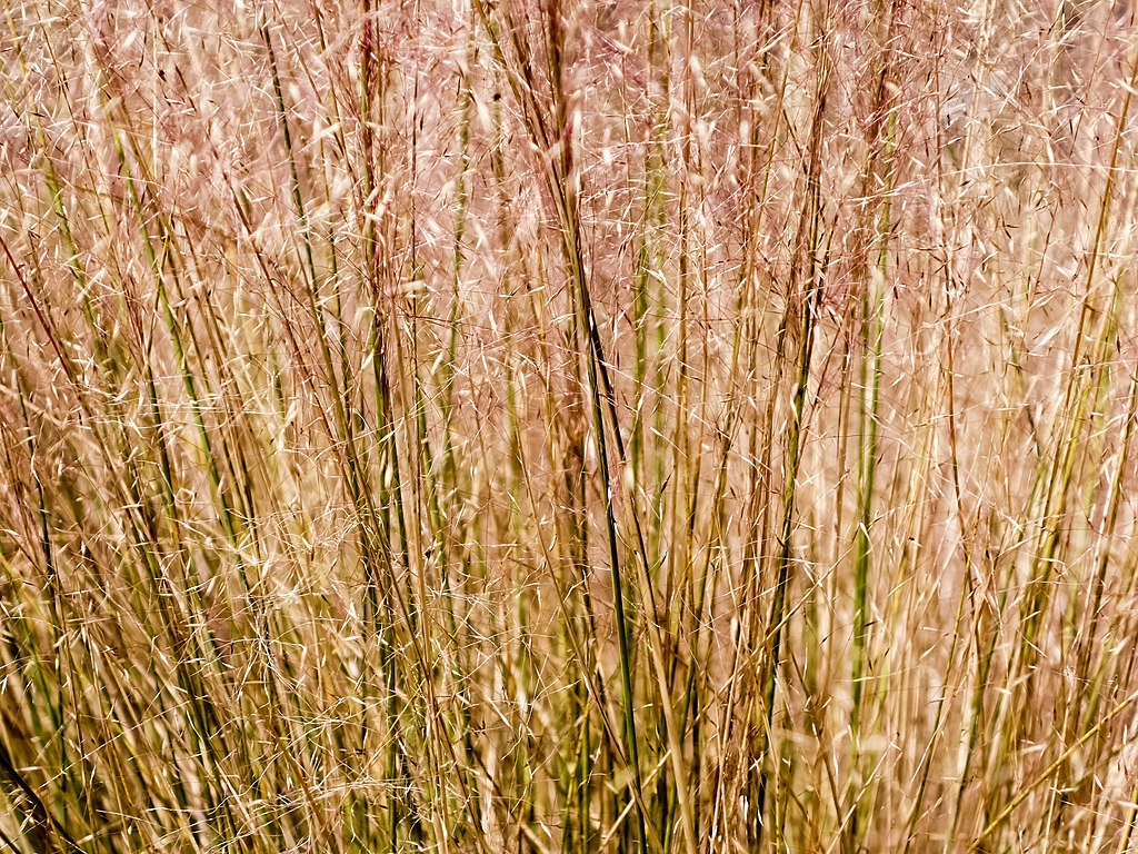 Gulf Muhly Grass