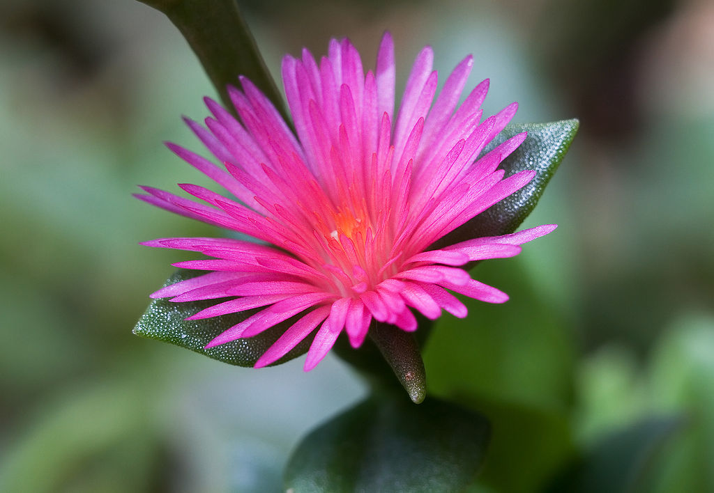 Heartleaf Iceplant for container plant