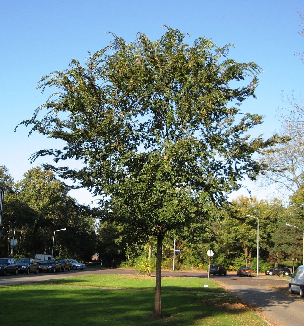 Lacebark Elm Tree