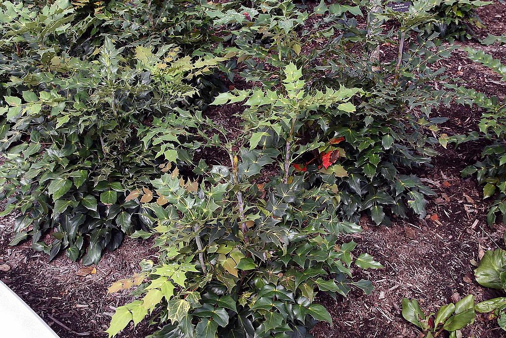 Leatherleaf Mahonia in shade