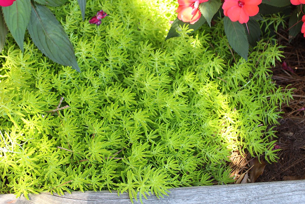 Lemon Coral Sedum