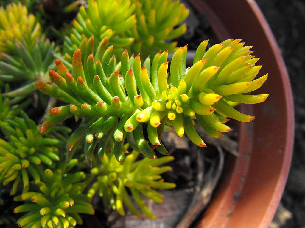 Lemon Coral Sedum succulent