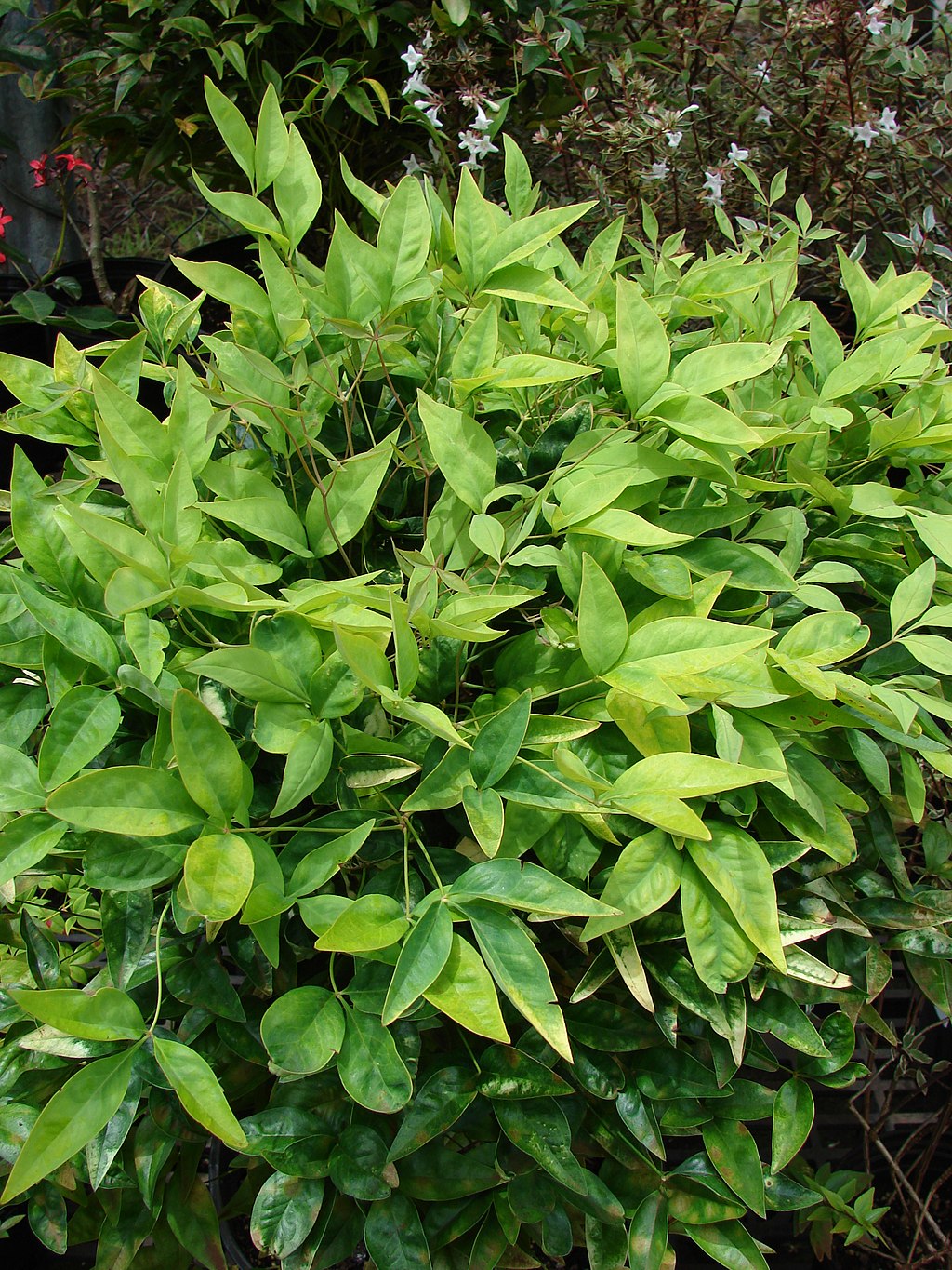 Lemon Lime Nandina