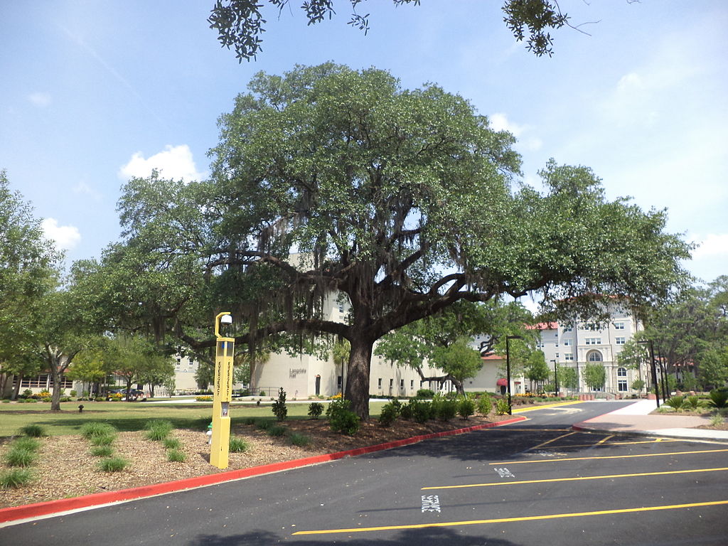 Live Oak