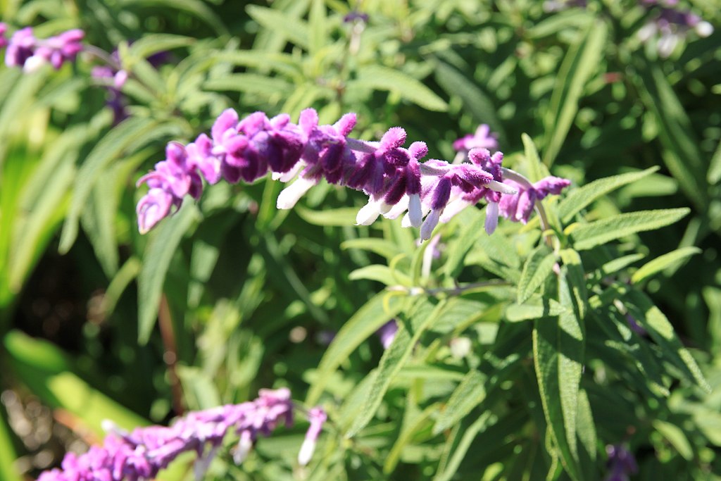 Mexican Bush Sage