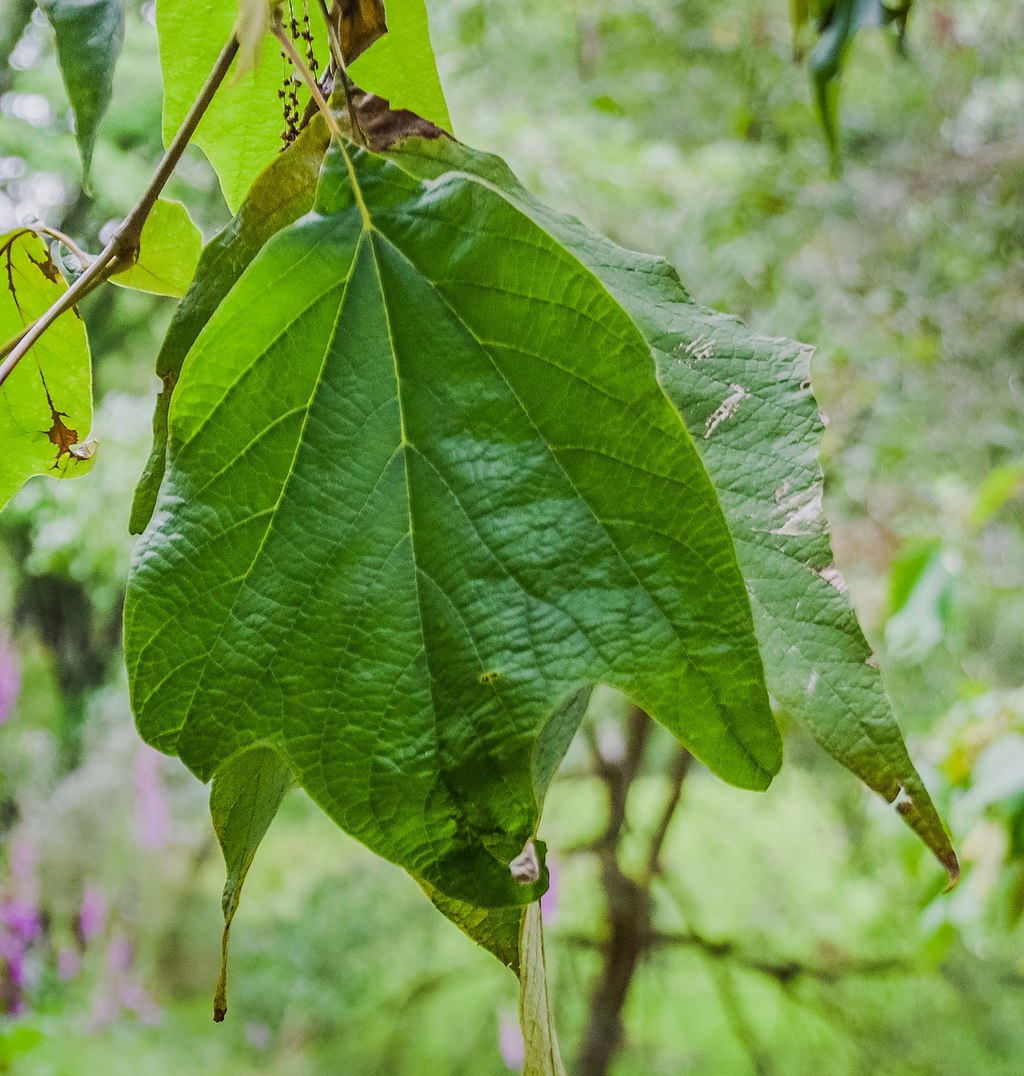 Mexican Sycamore Leaf