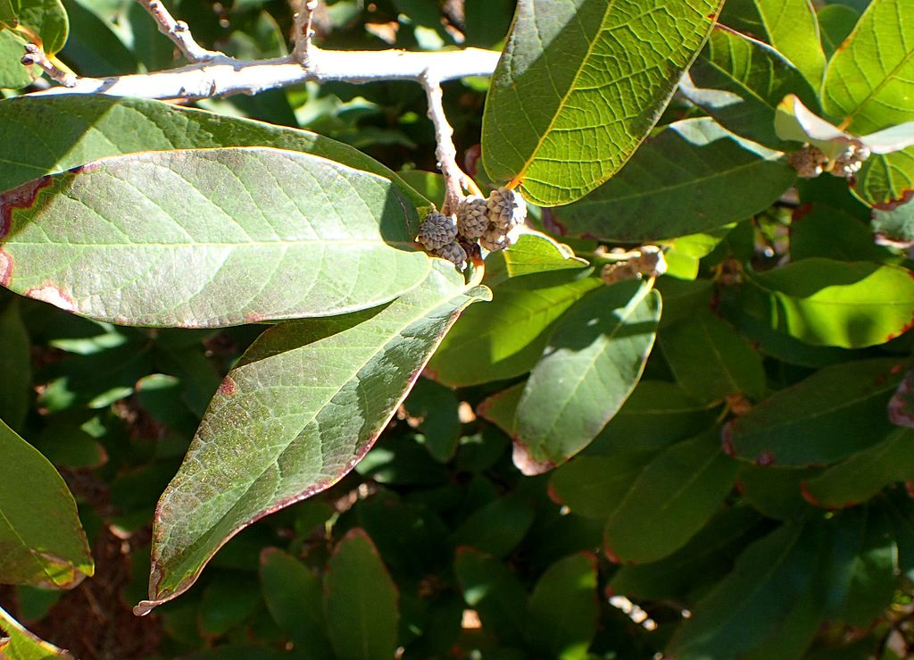 Monterrey Oak