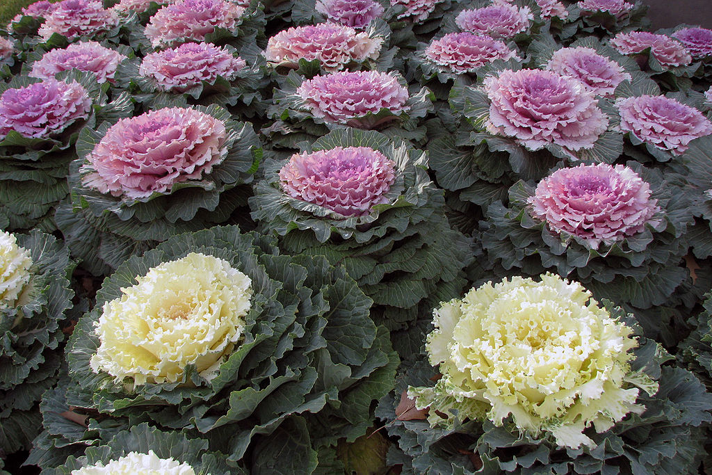 Ornamental kale