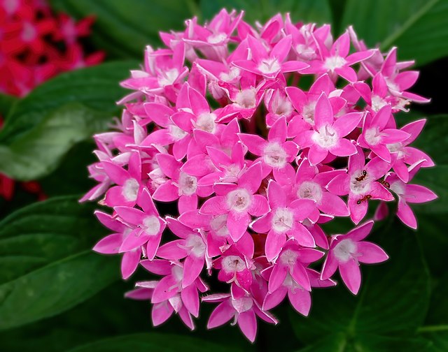 pentas pink flower for landscaping