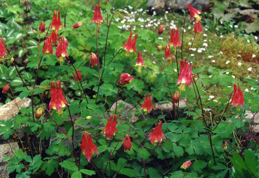 Red Columbine in shade garden