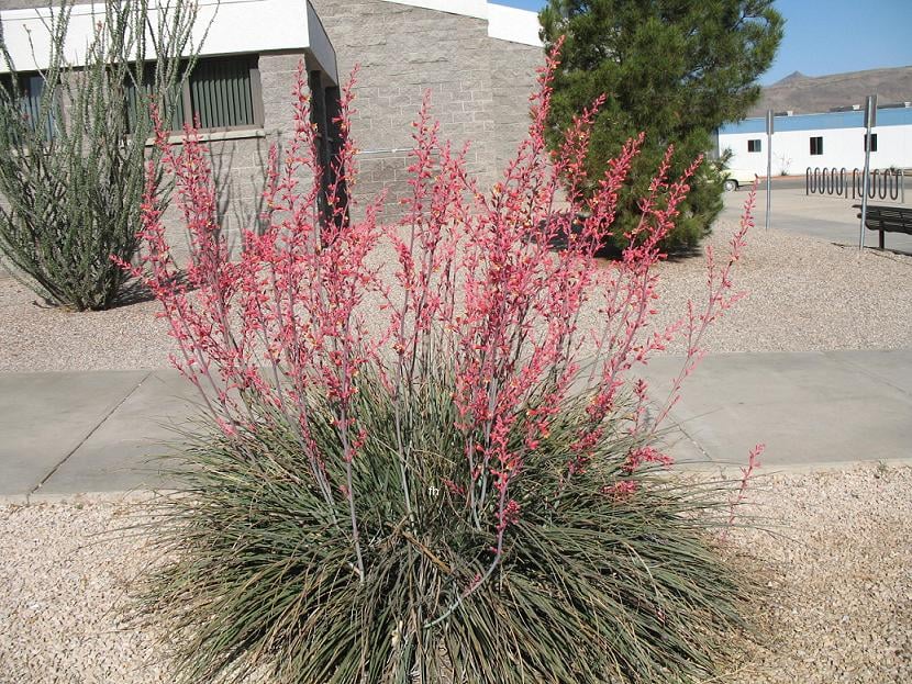 Red Yucca plant