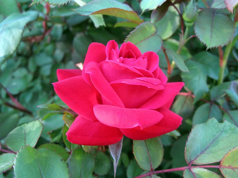 Red double knockout rose added for pop of color in landscaping