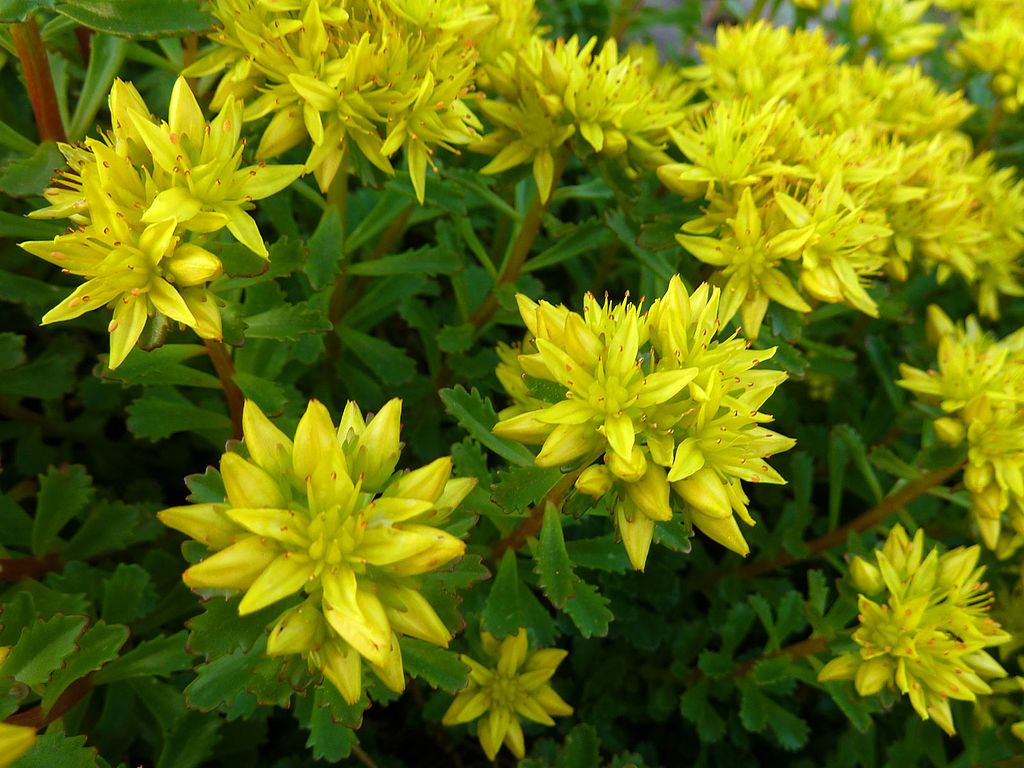 Sedum native plant