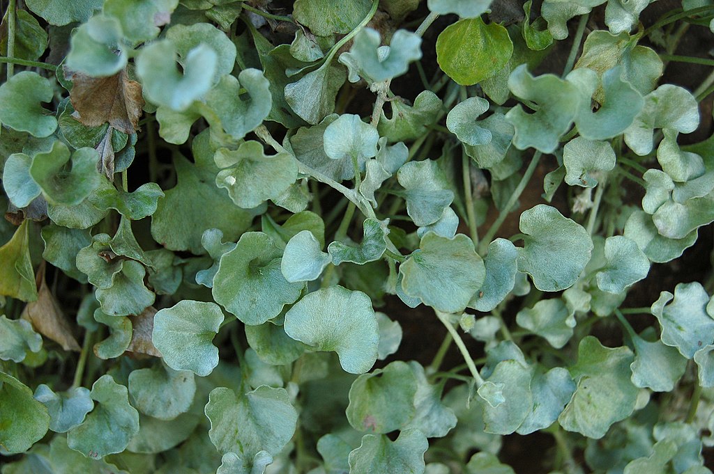 Silver Ponyfoot - Dichondra