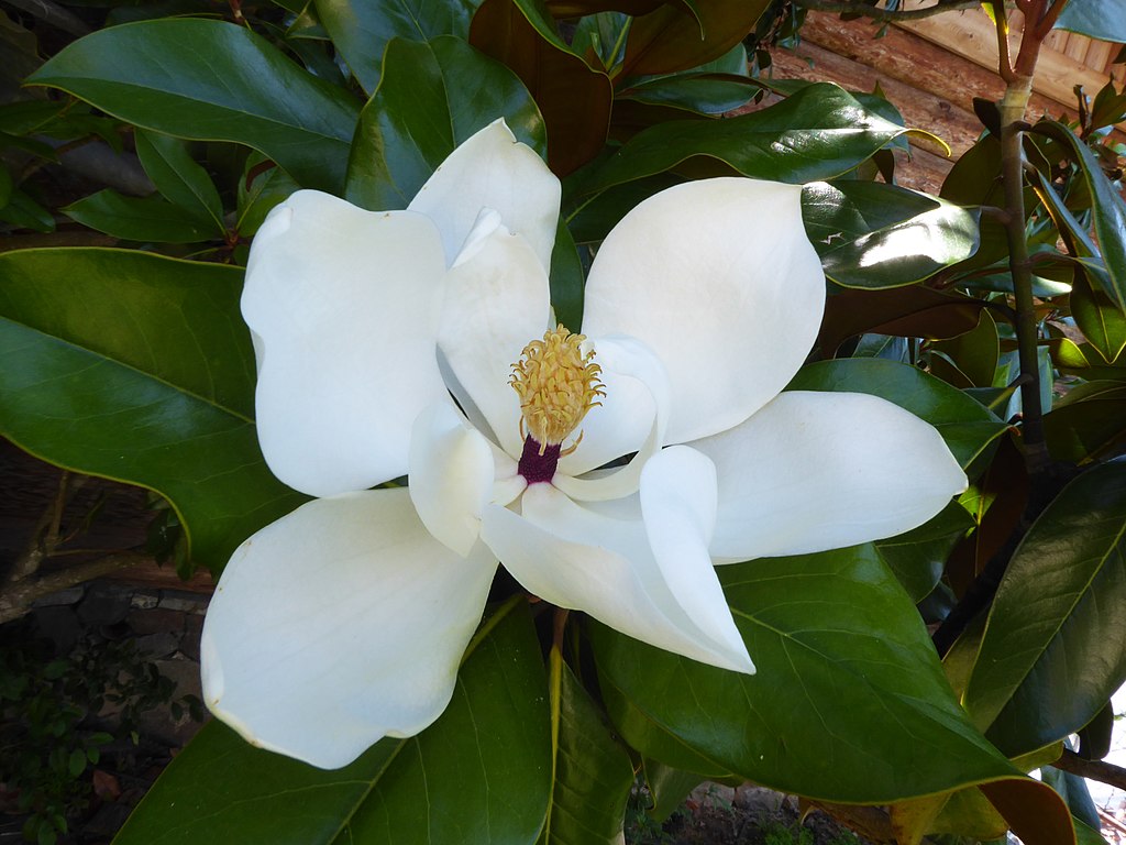 Southern Magnolia