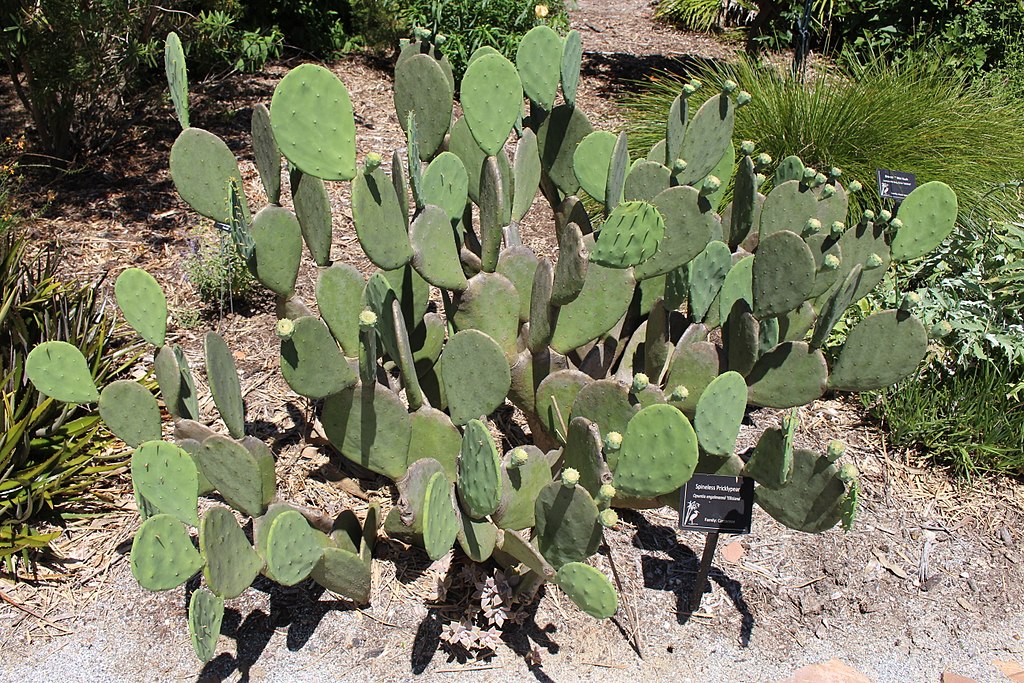 Spineless Prickly Pear Cactus