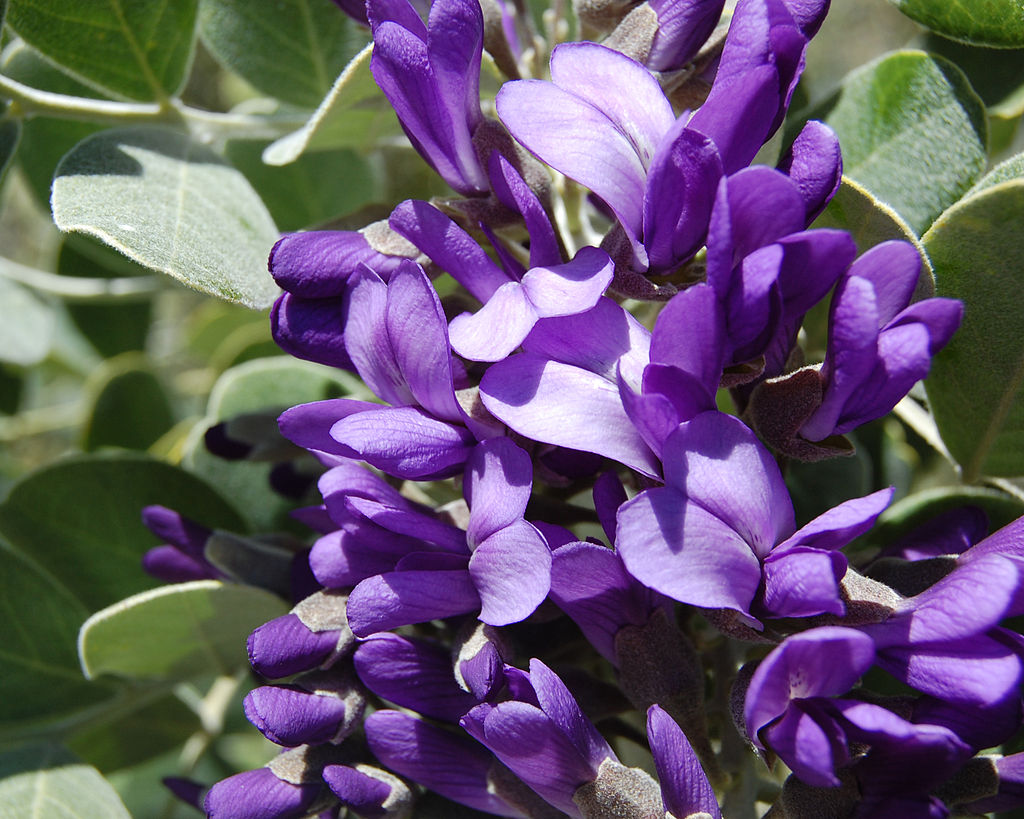 Texas Mountain Laurel