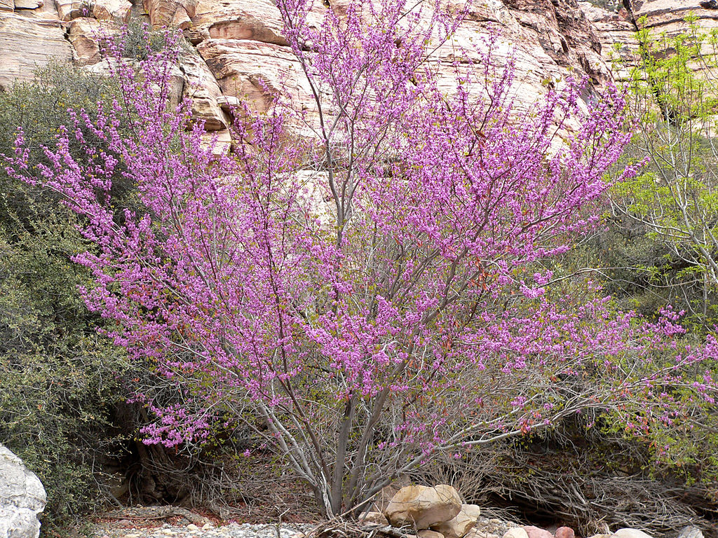 Texas Redbud Tree