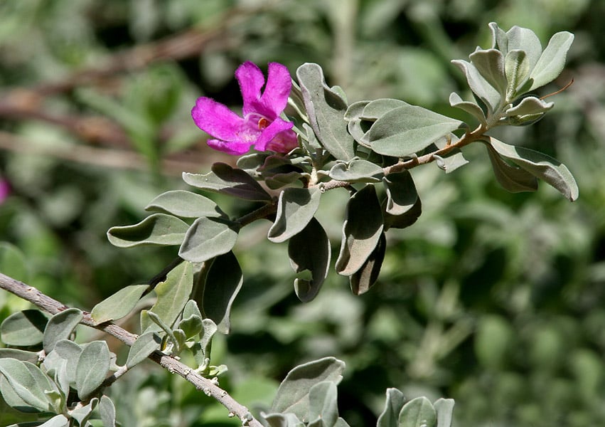 Texas Sage for xeriscaping