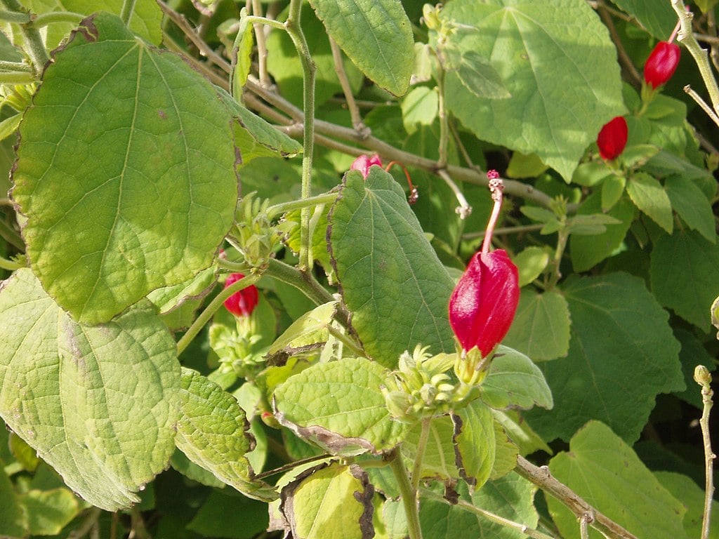 Turks Cap for shade garden in Texas