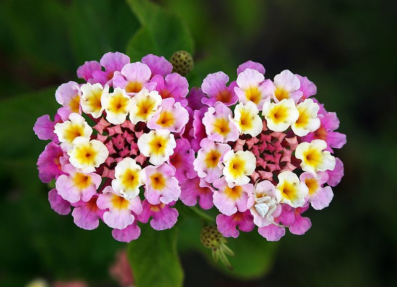 lantana flowers to beautify landscape