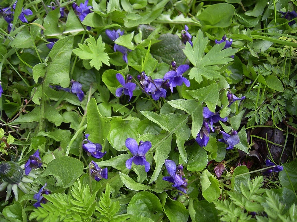 Viola plant