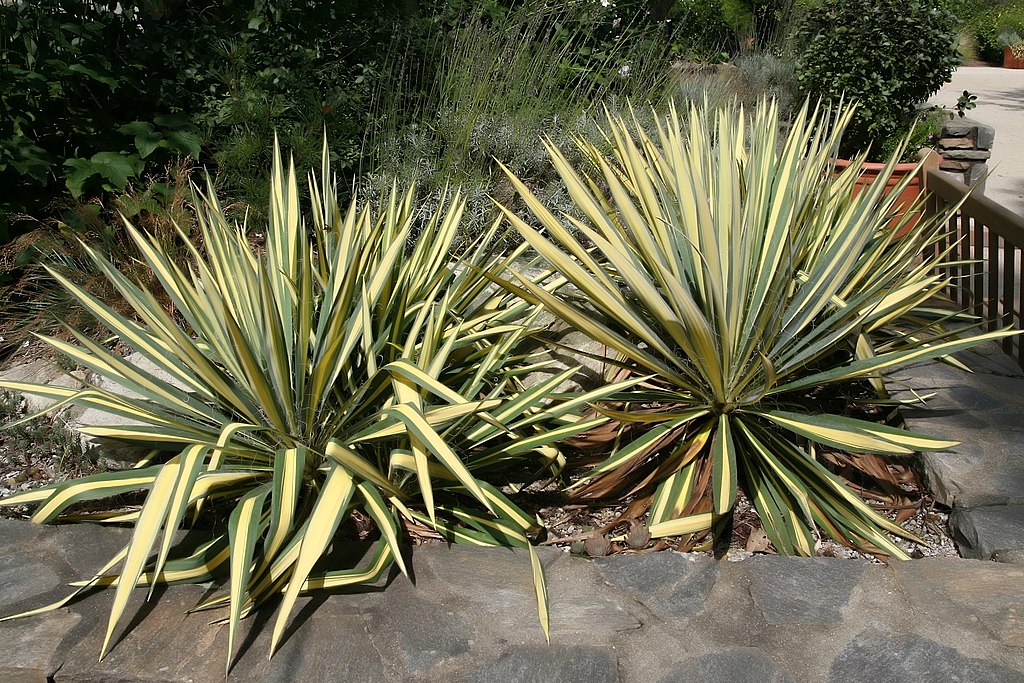 Yucca - Color Guard