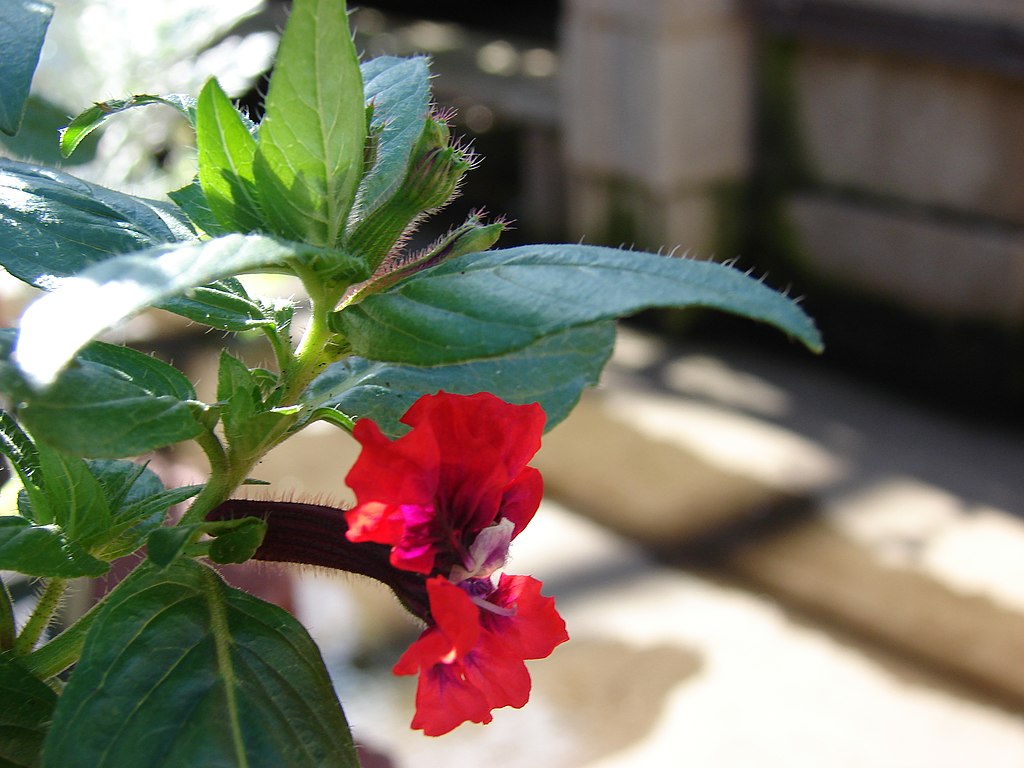 bat-faced cuphea native plant