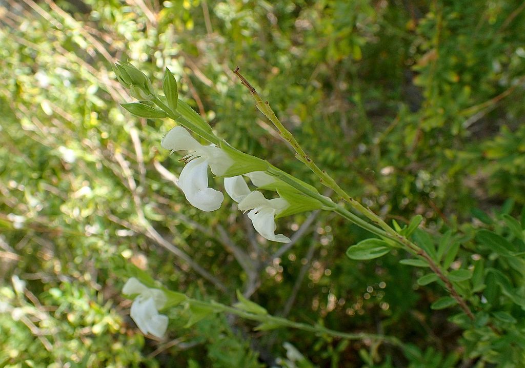 salvia greggii shrub