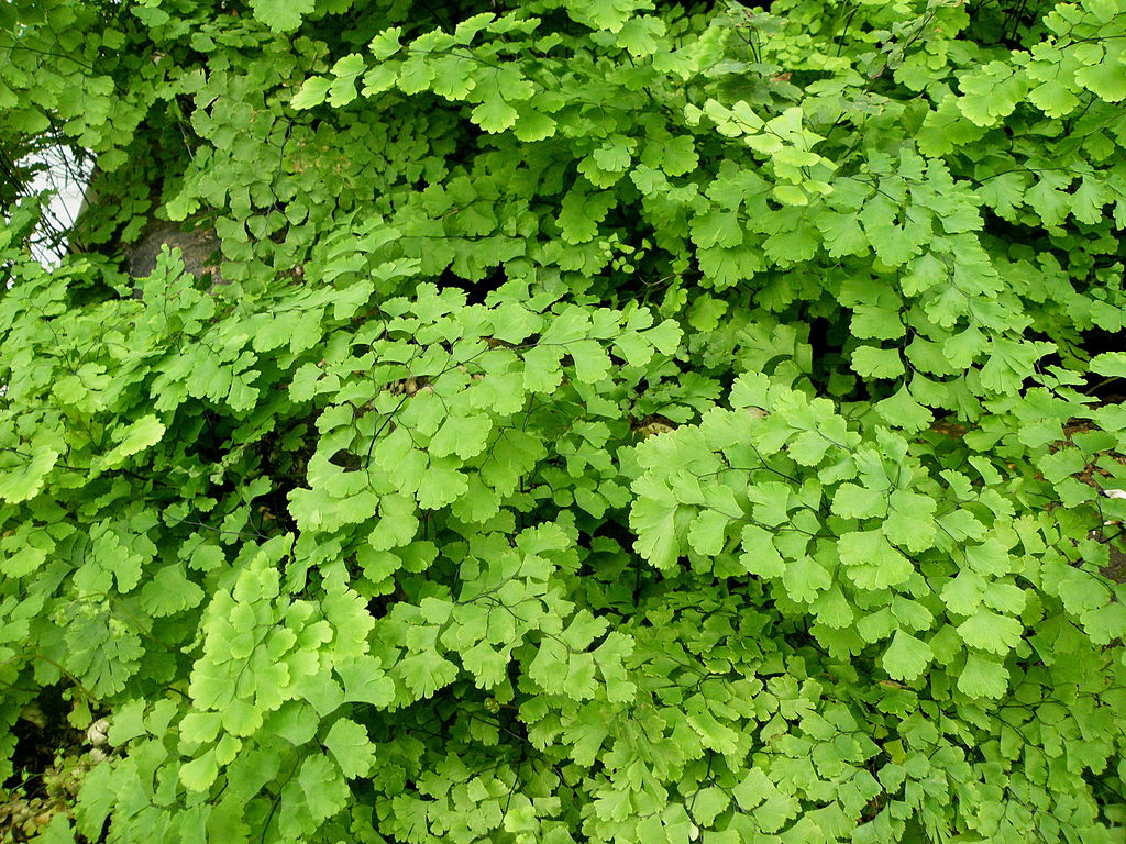 southern maidenhair fern for shade garden