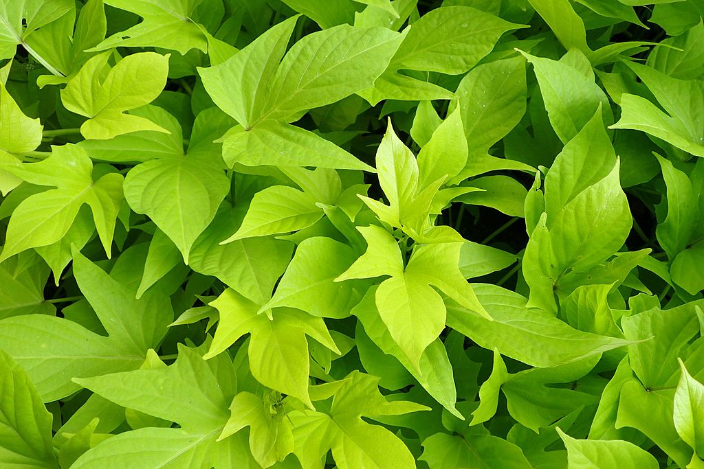 Sweet potato vine for landscaping