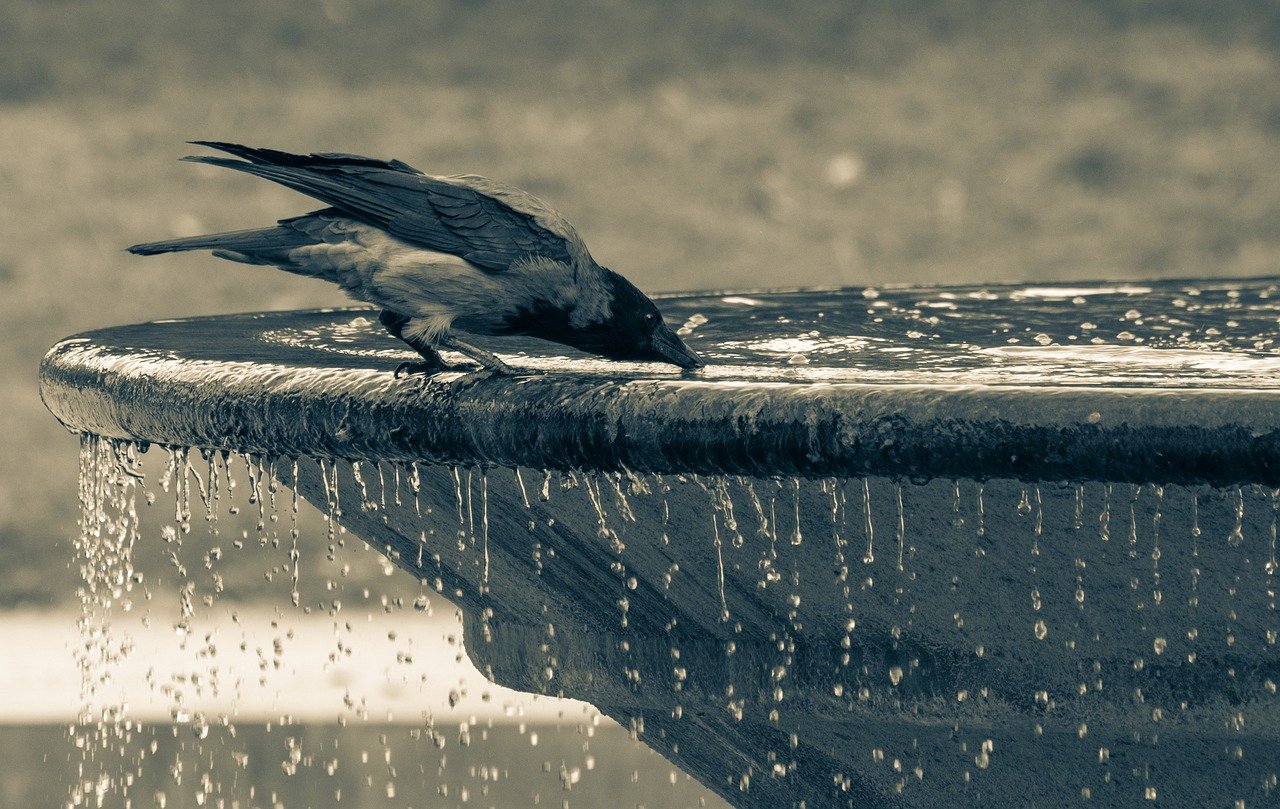 bird at water fountain