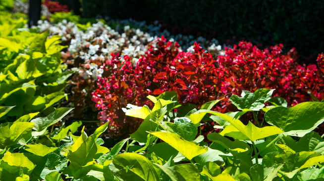 plants on commercial property