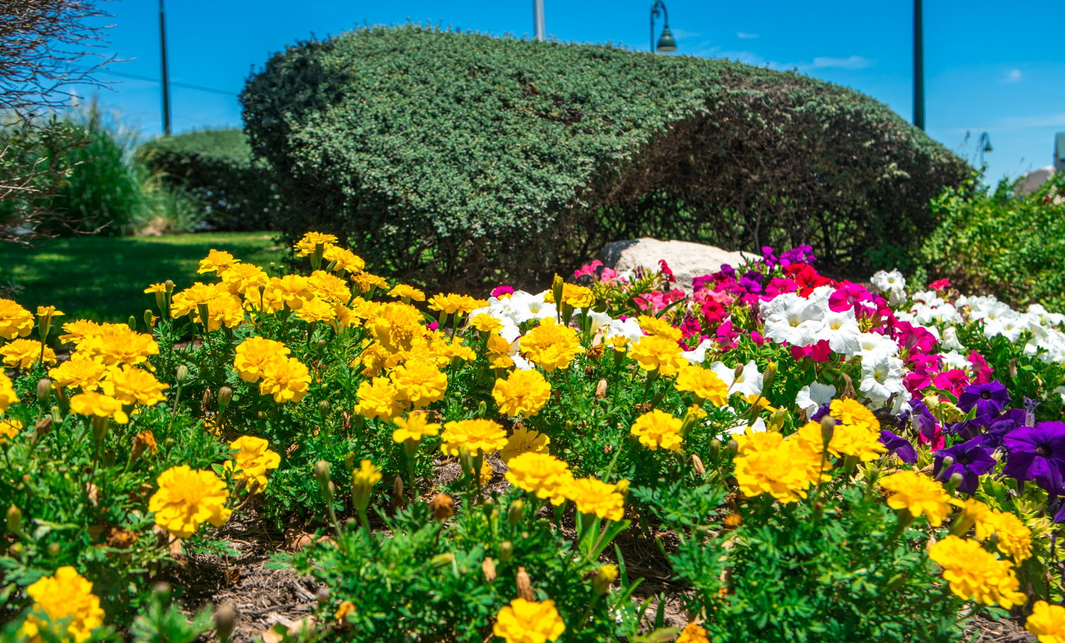 flowers on commercial landscape