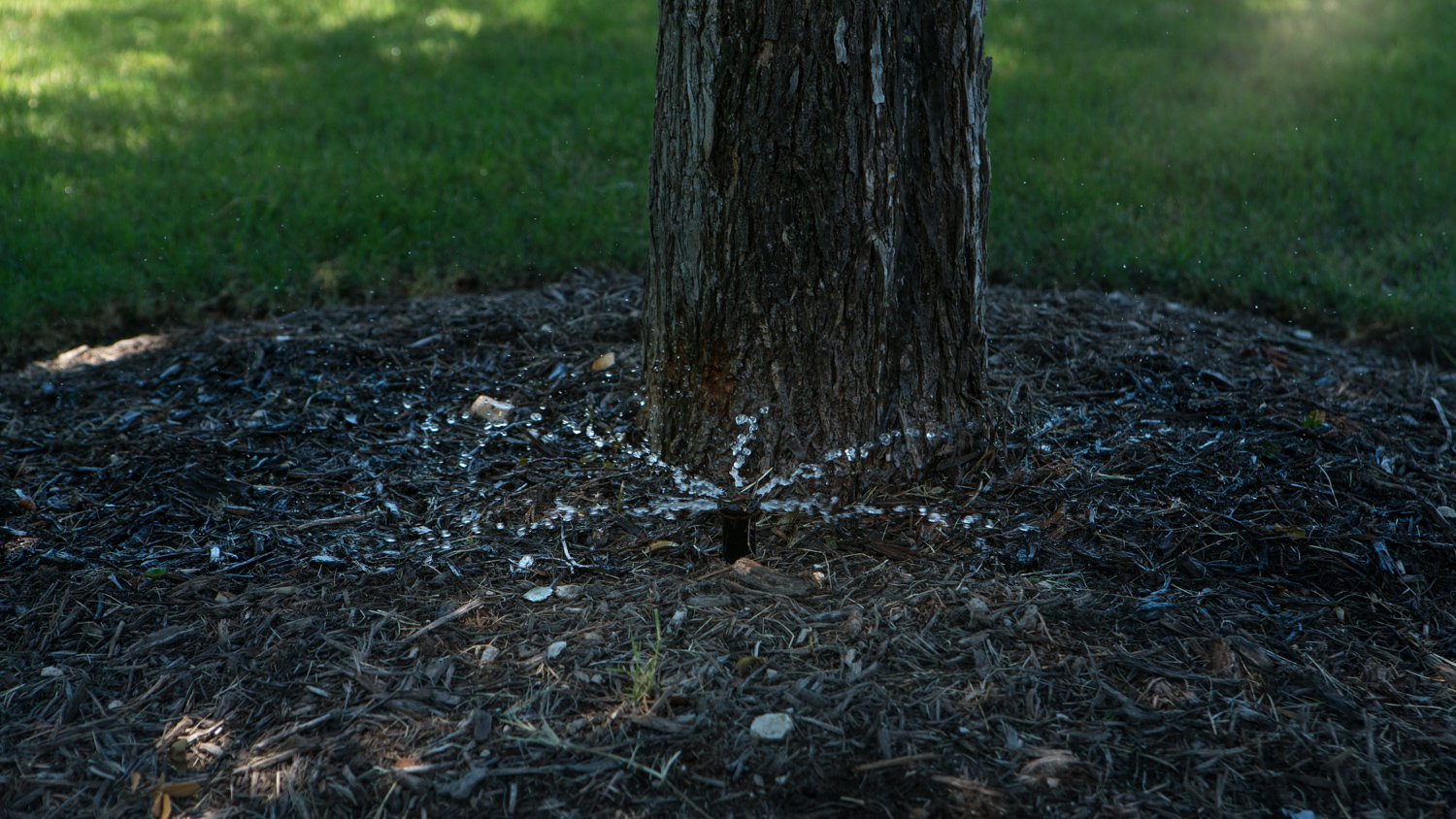 Irrigation sprinkler head hitting a mature tree