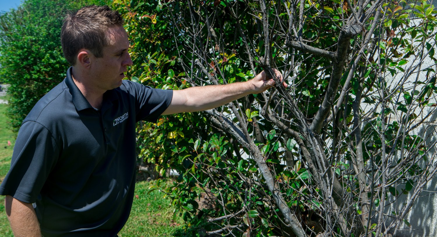 Dead shrub on aging commercial property