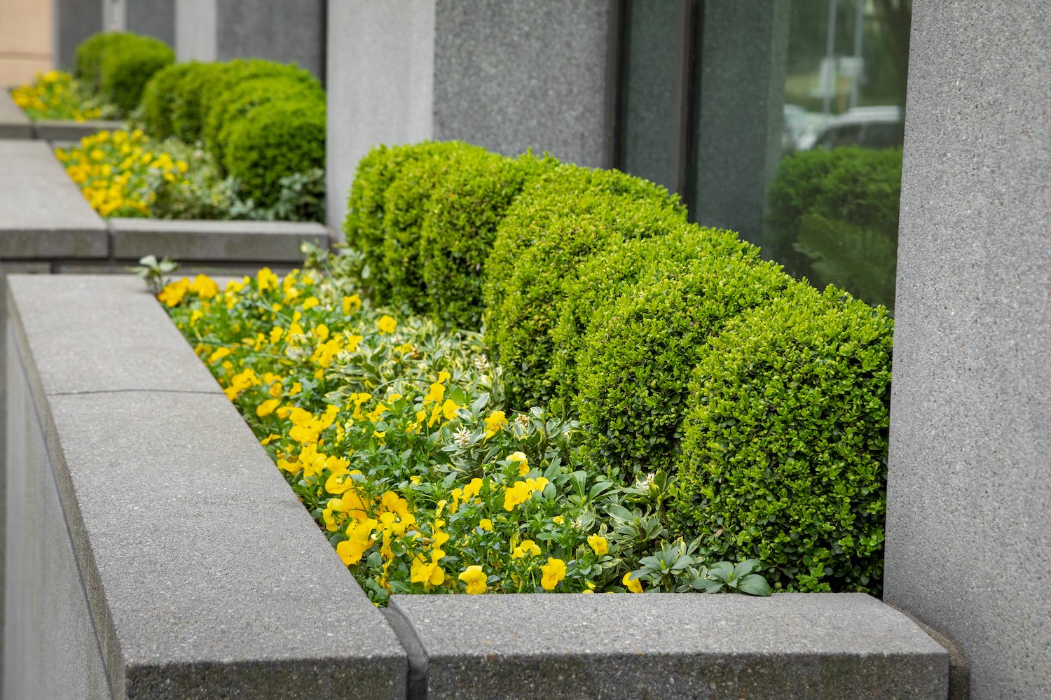 plants to protect windows