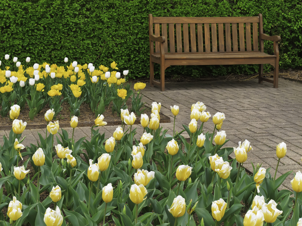 Beds of tulips in bloom near wooden bench in formal garden