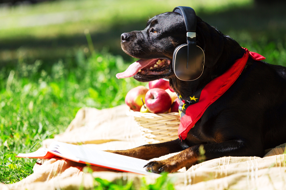 Dog in park at HOA